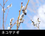 写真素材フリーネコヤナギ