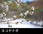ネコヤナギ 画像 フリー写真素材