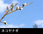 ネコヤナギ 画像 フリー写真素材