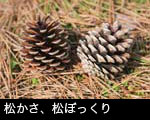 松かさ、松ぼっくり 無料写真素材 フリー素材 画像