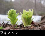 フキノトウの画像