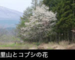 無料写真素材ブナ林とコブシの花