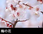 ウメの花