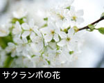 サクランボの花