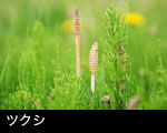 ツクシ