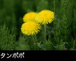 タンポポ フリー写真素材 無料 セイヨウタンポポ