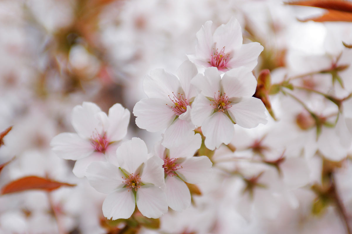 サクラの花「駿河台匂」