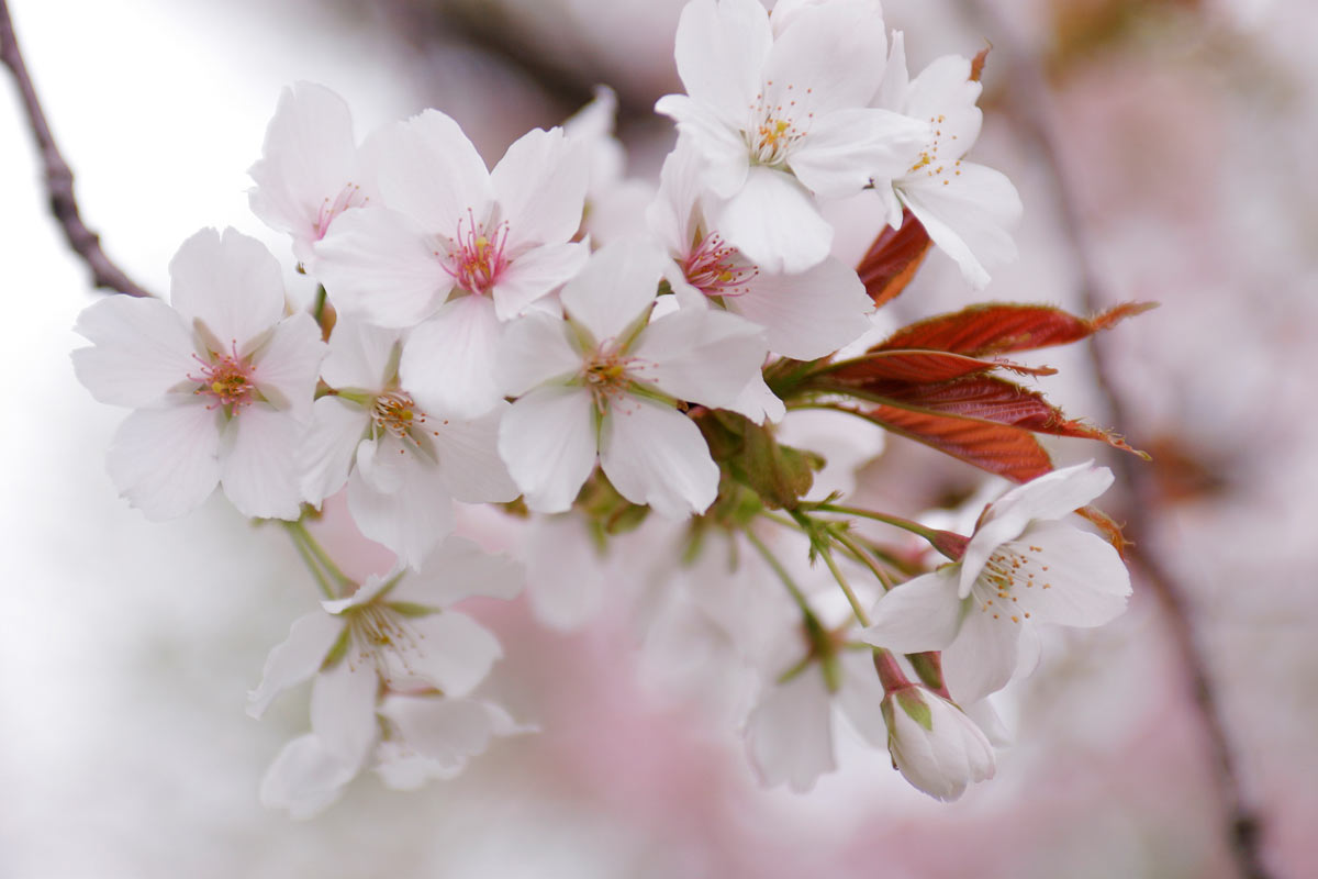 d45-3084　サクラの花「駿河台匂」