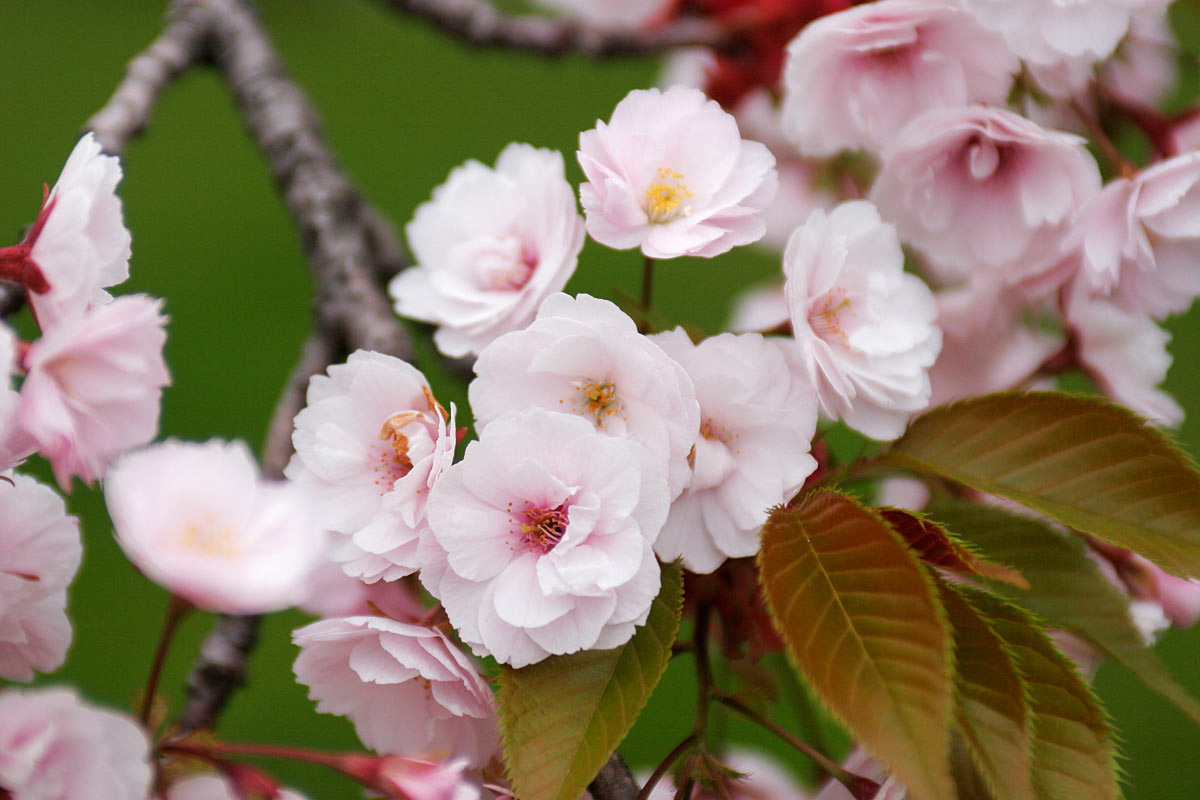サクラの花「八重紅大島」