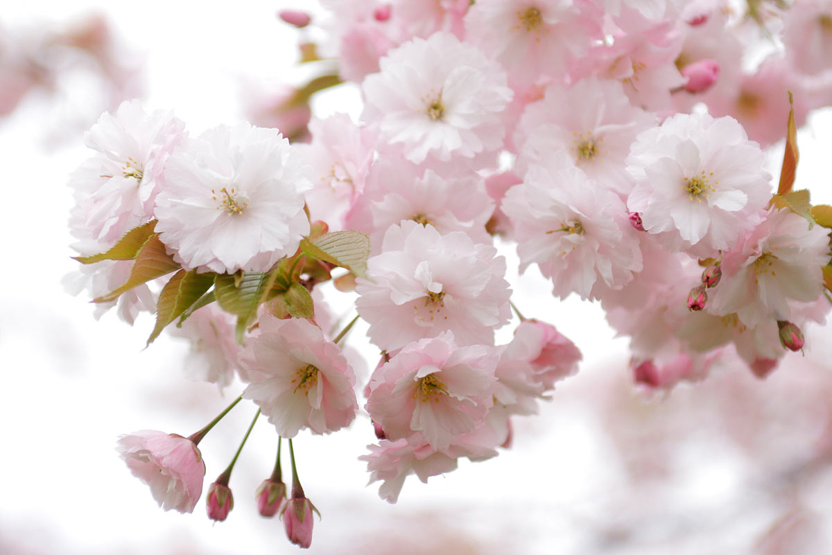 d45-3092　サクラの花「一葉」