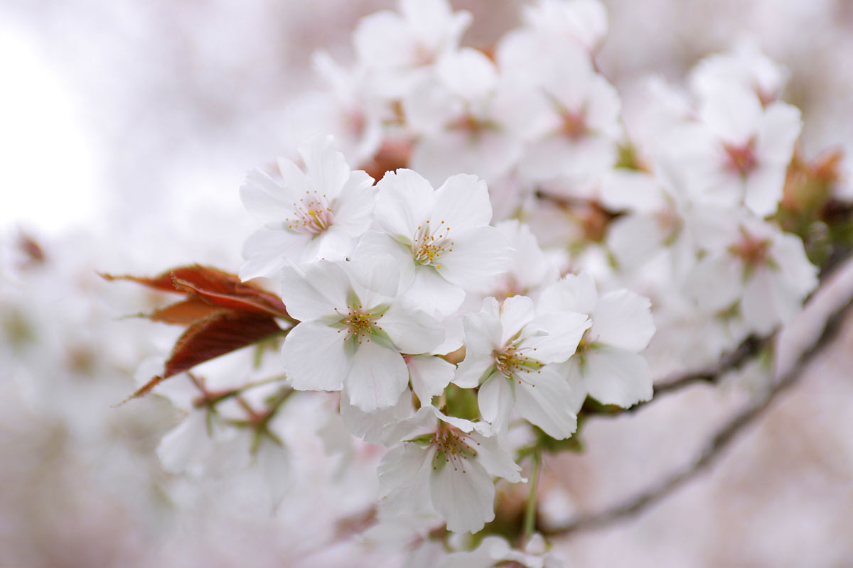 d45-3104　サクラの花「駿河台匂」