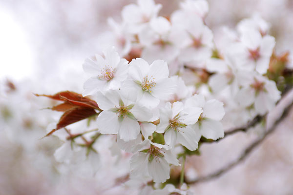 サクラの花「駿河台匂」画像　写真素材　フリー 　花の壁紙
