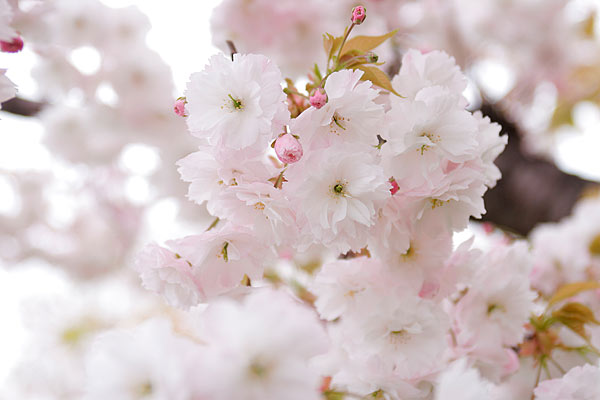 サクラの花「松月」画像　無料写真素材　フリー 　