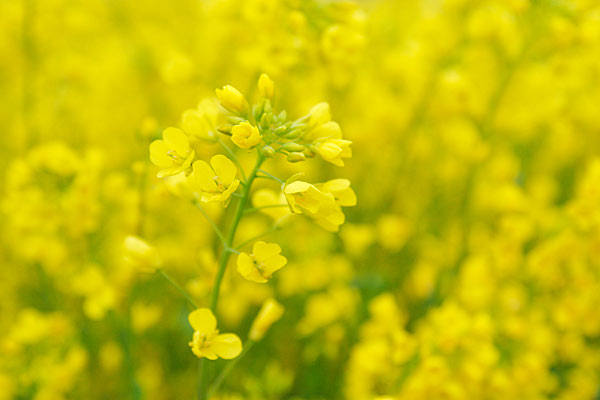 菜の花 画像1 フリー写真素材
