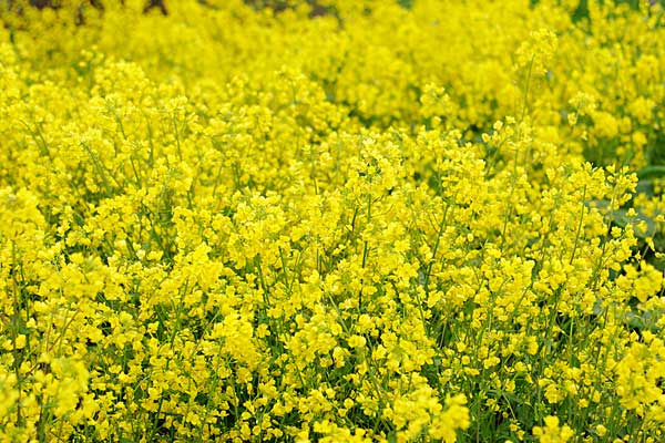 菜の花 画像2 無料写真素材