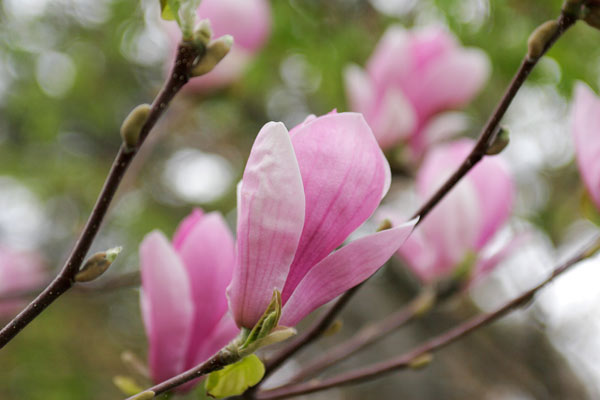 モクレンの花　画像　 アップ　フリー写真素材　無料写真素材