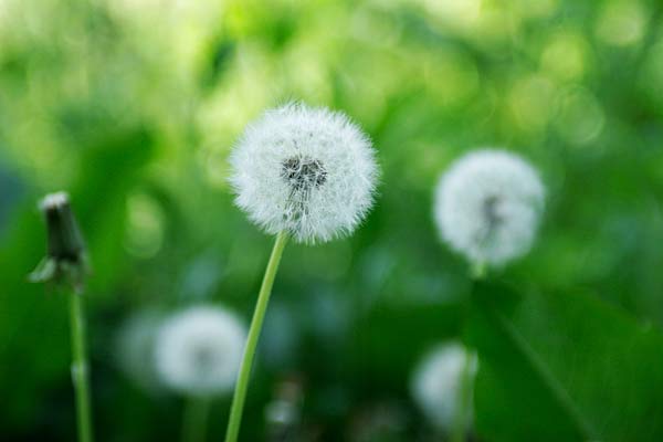 タンポポの綿毛　無料写真素材　フリー写真素材 　画像