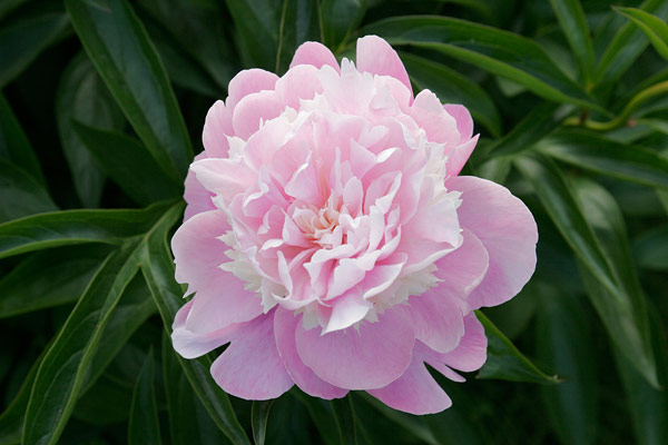 ボタンの花　画像1　 アップ　無料写真無料写真素材