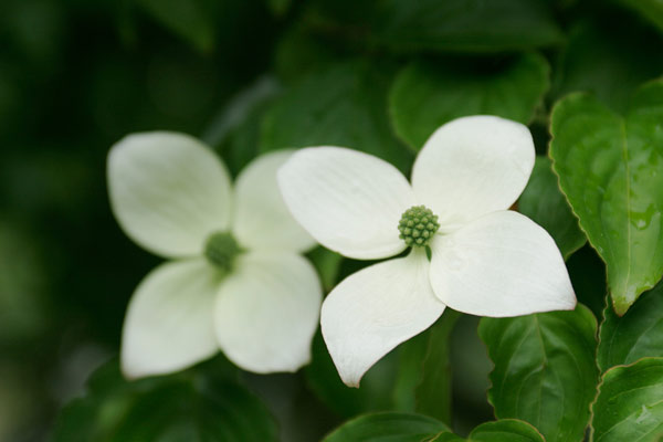 ヤマボウシ　花　アップ　無料写真素材 フリー写真素材　画像6
