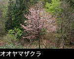 オオヤマザクラ写真