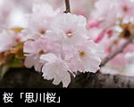 桜「思川桜」