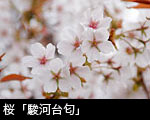 桜「駿河台匂」