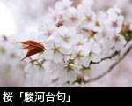 桜「駿河台匂」