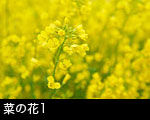 菜の花1