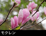 モクレン