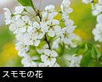 スモモの花