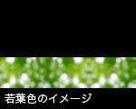 若葉のイメージ