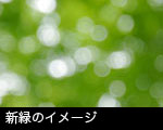 新緑のイメージ
