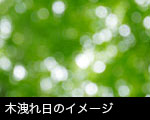 木洩れ日のイメージ