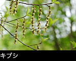 山野草 キブシの花　花言葉は出会い