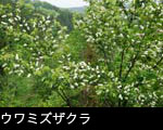 ウワミズザクラの木