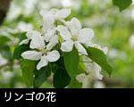 リンゴの花
