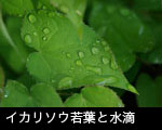 イカリソウ若葉と水滴