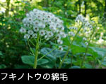 ふきのとう綿毛