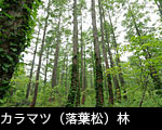 カラマツ（落葉松）林