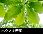 ホウノキ若葉