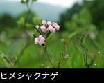  山野草 ヒメシャクナゲ 無料写真素材