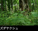 ズダヤクシュ画像