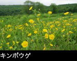 ウマノアシガタ画像