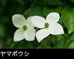 ヤマボウシ サムネール画像