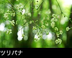 ツリバナサムネール画像