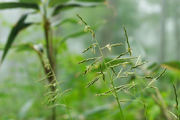 ササの花 画像1 無料写真素材