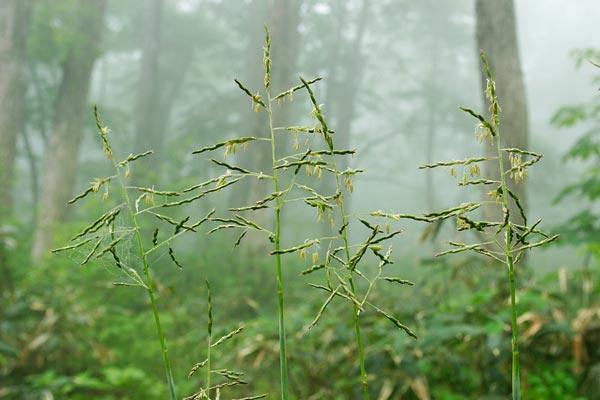 笹（ササ）の花 フリー写真素材　画像2