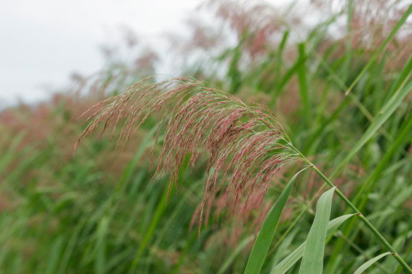 ヨシ(アシ)の花 湖岸 沼地 河川 8月9月10月 写真 フリー素材 画像1