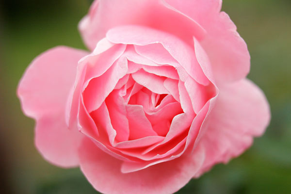 ばらの花　アップ画像　無料写真素材　フリー写真素材