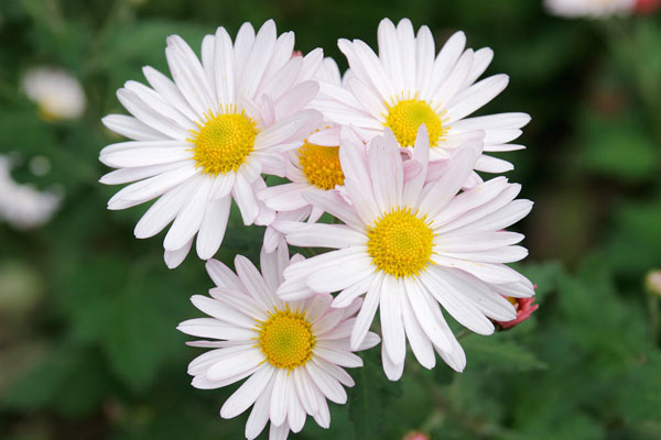 小菊 花　画像5　無料写真素材　無料ストックフォト